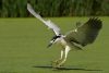 marais aux oiseaux